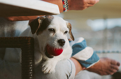 Pet Friendly